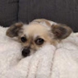 Meet your Posher, Abigail